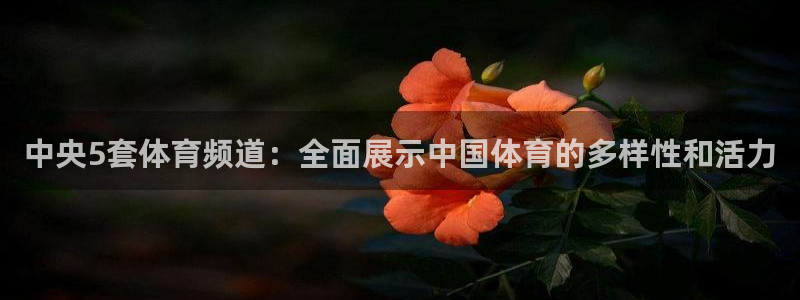 中央5套体育频道：全面展示中国体育的多样性和活力