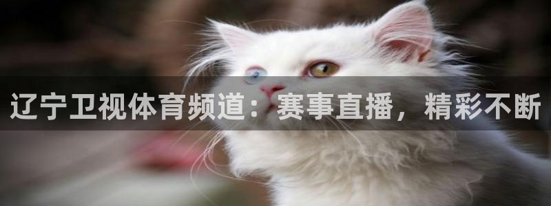 辽宁卫视体育频道：赛事直播，精彩不断